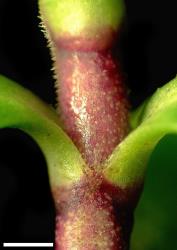 Veronica kellowiae. Stem and very shortly connate leaf bases. Scale = 1 mm.
 Image: W.M. Malcolm © Te Papa CC-BY-NC 3.0 NZ